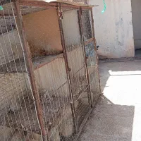 جفت کن پرنده