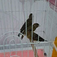 سه عدد قناری سبز