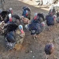 بوقلمون طبیعی|حیوانات مزرعه|مشگین شهر, |دیوار