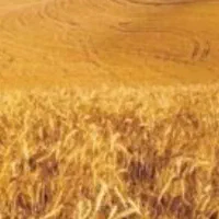 10قطعه-زمین-1000متری-برای-خانه-باغ-در-ساتیله