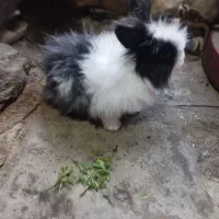 خرگوش لپی نر بزرگ