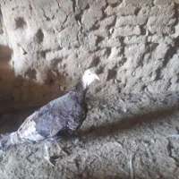 بوقلمون