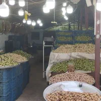 خریدار انواع انار و خرمالو|عمده‌فروشی|شیراز, قصرالدشت|دیوار