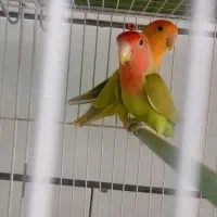 پرنده سرای ققنوس|پرنده|دوگنبدان, |دیوار