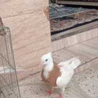 جوجه طوقی زرد کاکلی معاوضه تهرانی