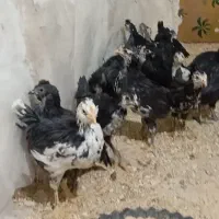 جوجه گلین سیاه و خال سوزنی ۸۰روزه