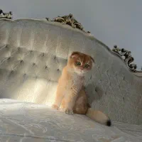 بریتیش گلد ماده اصیل