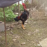 خروس لاری اصیل|پرنده|فومن, |دیوار