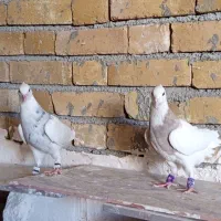 طوقی کبوتر