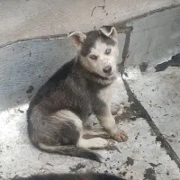 میکس هاسکی و ژرمن