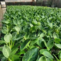 فروش عمده زیر قیمت بازار