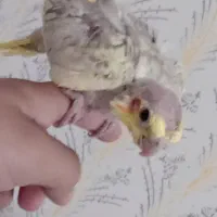 جوجه عروس هلندی|پرنده|الوند, |دیوار