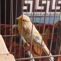 قناری طوسی سفید بلند نر|پرنده|زرین دشت (همدان), |دیوار