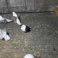 کبوتر کفتر پرشی و زینتی|پرنده|رویان, |دیوار