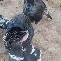 بوقلمون|حیوانات مزرعه|کوهدشت, |دیوار