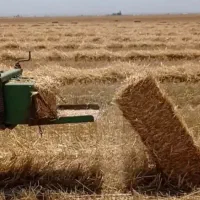ادل گندم تازه
