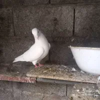 کبوتر تهرانی ساعت سنگین