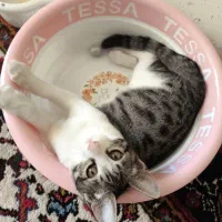 واگذاری رایگان بچه گربه|گربه|تبریز, |دیوار