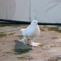 کبوتر ابومریم بادکنکی زینتی|پرنده|چمستان, |دیوار