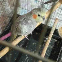 عروس هلندی ماده سرحال|پرنده|پاکدشت, پاکدشت (مامازند)|دیوار