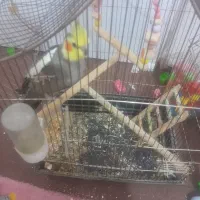 عروس هلندی نر مست مست سالم