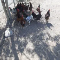 خروس