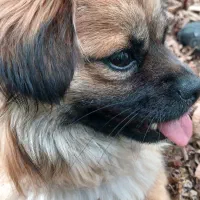 سگ پاکوتاه نژاد پیکینز ماده