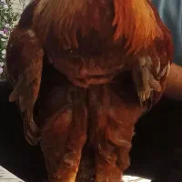 خروس برهما حنایی