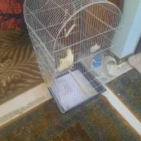 عروس هلندی همراه با قفس بزرگ ب امکانات