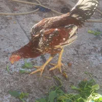 خروس لاری افغان جوان