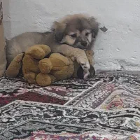 واگذاری سگ ۳ماه هزینه داره