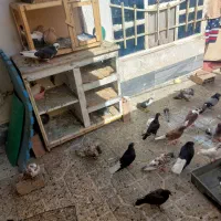 کفتر تهرانی و شهرستانی|پرنده|قرچک, مهدیه|دیوار
