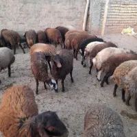 ۳۸تابره ماده در حد شیشک|حیوانات مزرعه|کوهدشت, |دیوار