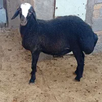 بره نر افشار|حیوانات مزرعه|بوئین زهرا, |دیوار