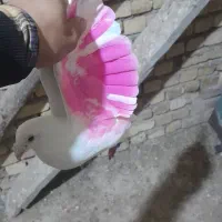 کبوتر پلاگی اصل ۴عدد|پرنده|دشتابی, |دیوار