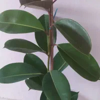 فیکوس برگ پهن و بلند