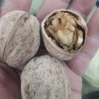 گردو پوست کاغذی درشت و امسالی|خوردنی و آشامیدنی|قم, آزادگان|دیوار