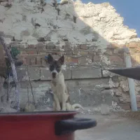 توله سگ