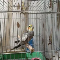 عروس هلندی|پرنده|ایوان, |دیوار