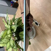 تبلت redmi pad se|تبلت|تهران, تهرانپارس غربی|دیوار