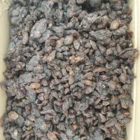 کشمش افتابی و گله در تربت جام