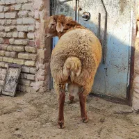 بره قوچ هترو|حیوانات مزرعه|اسفراین, |دیوار