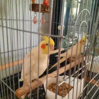 جفت عروس هلندی