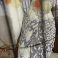 2 عدد عروس هلندی یکیش نژاد دار سفید