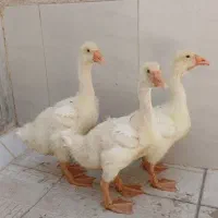 جوجه قوغاز لیندا