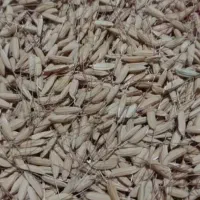 تخم جوی علی کاظمی