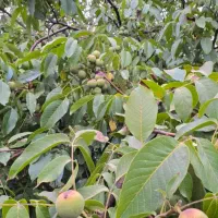 گردو بکار چند ساله برداشت کن