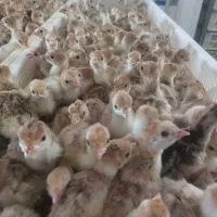 جوجه۱روزه عربی|حیوانات مزرعه|اهواز, بهارستان|دیوار