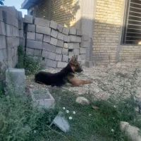 سگ ژرمن|سگ|یاسوج, |دیوار