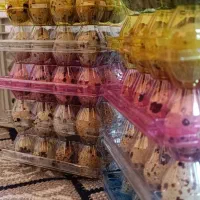 تخم بلدرچین برند ویژن